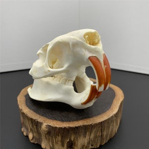 wholesale Real Nutria skull bone specimen after cleaned and bleached.
