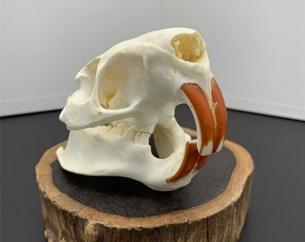 VIEUR Myocastor Coypus Coypu Skull Real Bone Skeleton Biology Taxidermy VIEUR Myocastor Coypus Coypu Skull Real Bone Skeleton Biology Taxidermy