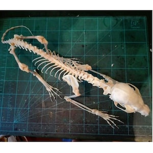 wholesale Real Fox complete skull & bones specimen after cleaned and bleached. image 3