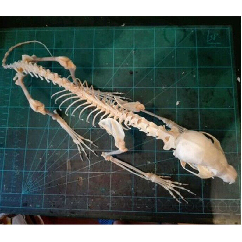 wholesale Real Fox complete skull & bones specimen after cleaned and bleached. image 3