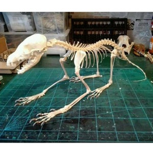 wholesale Real Fox complete skull & bones specimen after cleaned and bleached. image 2