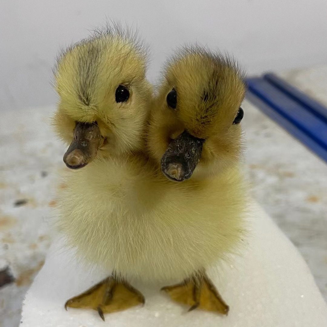2 Headed Duck Taxidermy Brown Duckling Oddity Home Decor Surprise