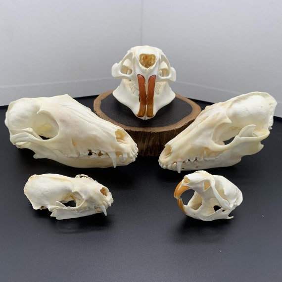 Real Animal Skulls for Sale - The Bone Room