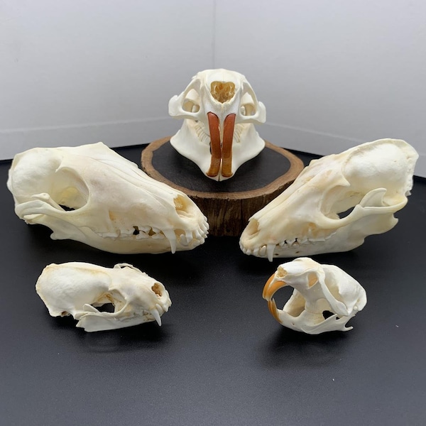 en gros Spécimen d’os de crâne d’animal réel après nettoyé et blanchi.