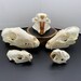 wholesale Real animal skull bone specimen after cleaned and bleached. 