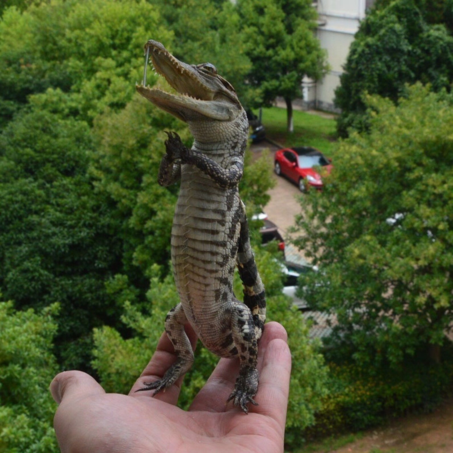 High quality 11 Real alligator specimen mini home decoration Etsy