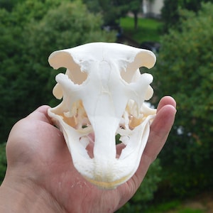 wholesale 1 Pcs Ostrich Skull Collection Skull Fashion Crafts