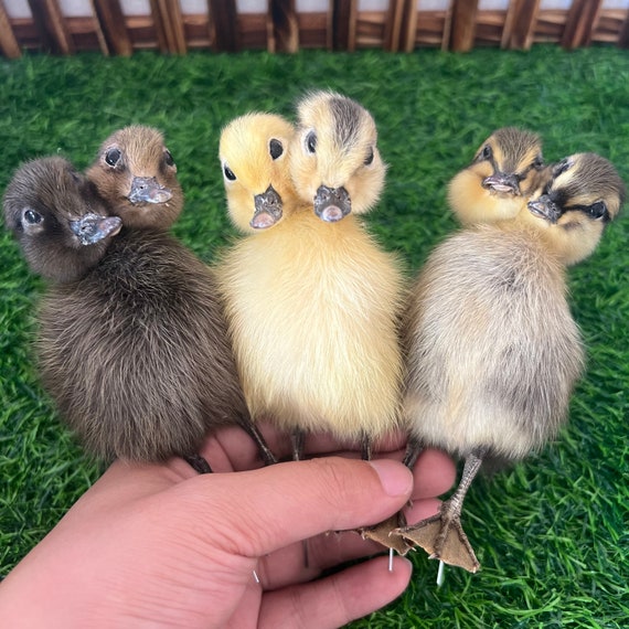 Thriller Strange 2 Headed 1：1 Duck Taxidermy Brown Duckling