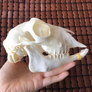 Puede incluir: Un cráneo de animal blanco con dientes, una banda elástica mantiene la mandíbula en su lugar.