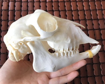 wholesale 1 Pcs Domestic Ram Skull Sheep Skull Animal Skull Ovis aries short Small Tailed Sheep