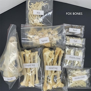 wholesale Real Fox complete skull & bones specimen after cleaned and bleached. image 4