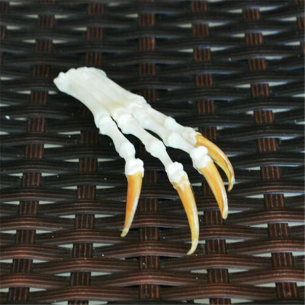 1PCS Real Fox feet articulated bones claws paws taxidermy Gift collection Animal Model Fashion Crafts Horns for Home Decor