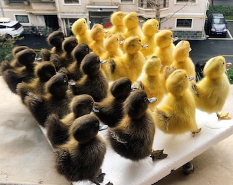 A real stuffed Chinese duck  intact animal specimen teaching decoration real crafts