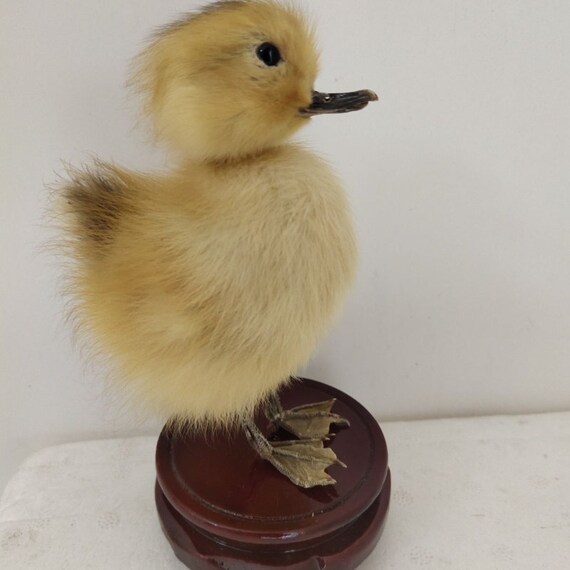 2 Headed Duck Taxidermy Brown Duckling Oddity Home Decor Surprise