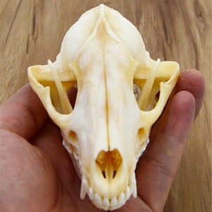 wholesale Real Raccoon skull bone specimen after cleaned and bleached.