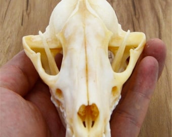 wholesale Real Raccoon skull bone specimen after cleaned and bleached.