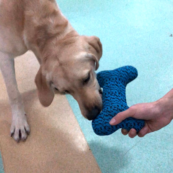 10 Best Interactive Dog Toys