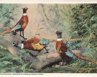 Vintage Oregon Postcard Pheasant's Oregon's Famous Game Birds USA