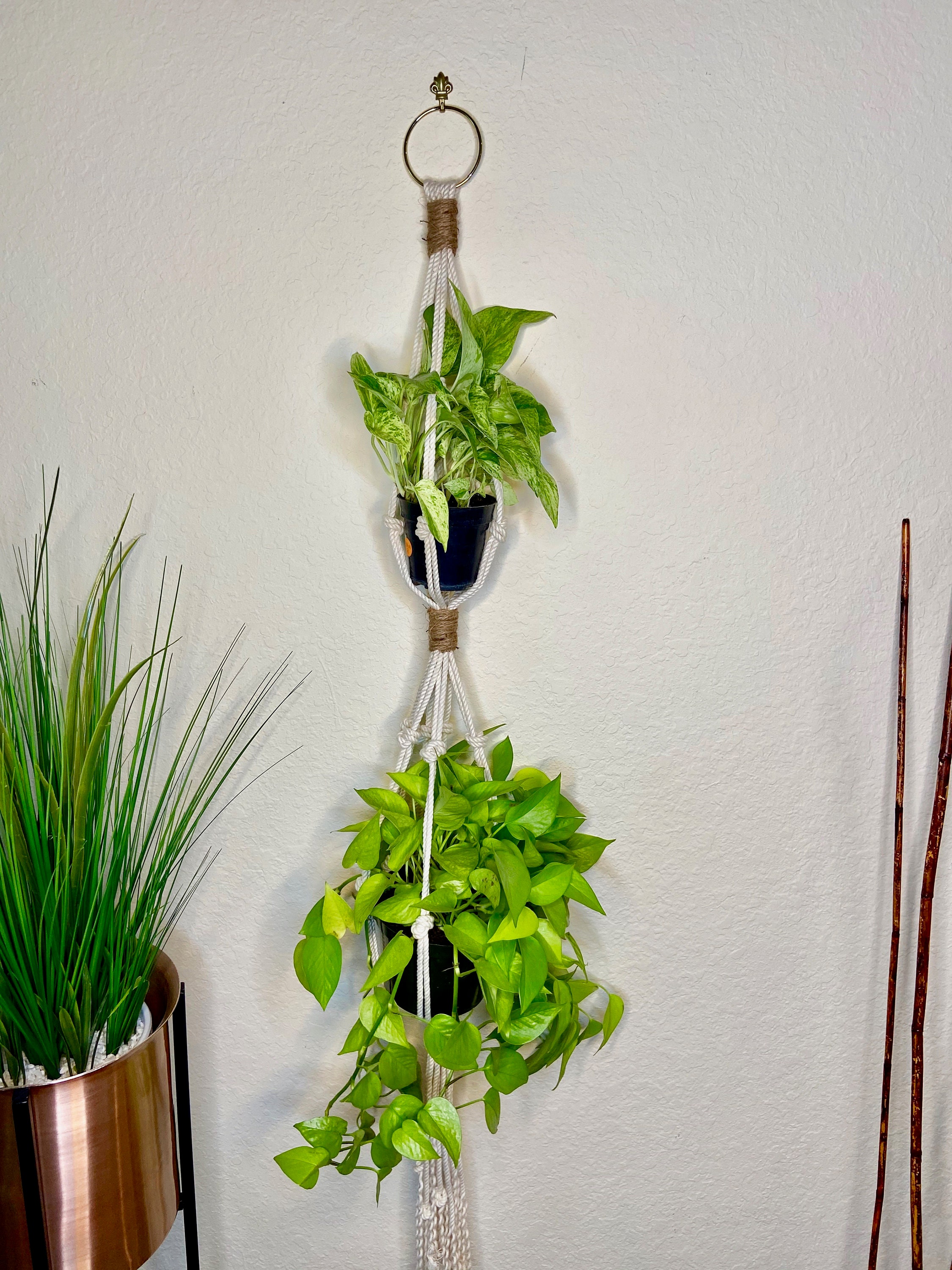 rubber plant indoor or outdoor Rubber Plant