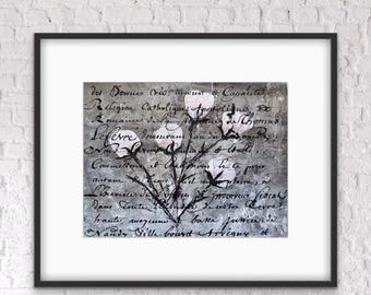May include: Framed artwork showing a cotton plant illustration. The cotton plant has white cotton bolls and black stems against a grey background with handwritten script. The artwork is in a black frame.