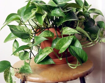 Epipremnum Aureum Etsy - 50pcs chinese epipremnum aureum seeds!    beautiful plant bonsai houseplant diy home garden