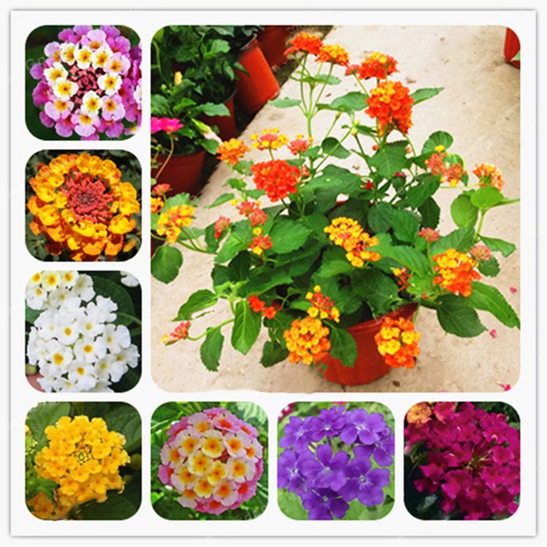 Viburnum lantana 50 semillas seeds Lantana
