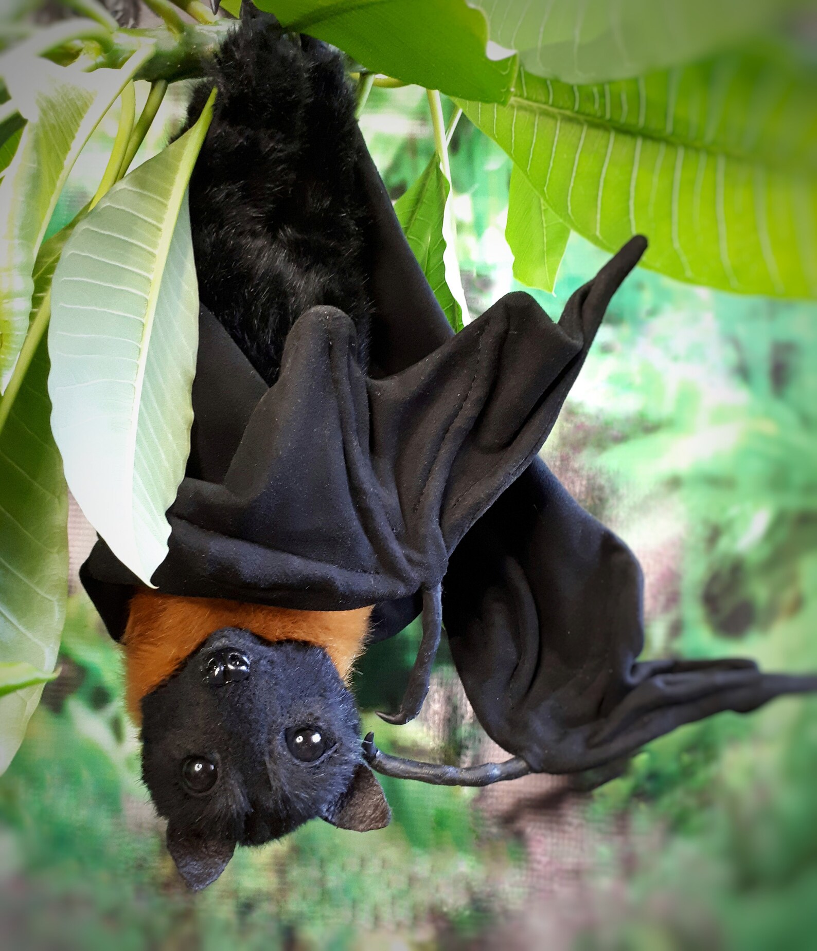 Bat toy . Bat realistic stuffed animals. OOAK toys.made to Etsy