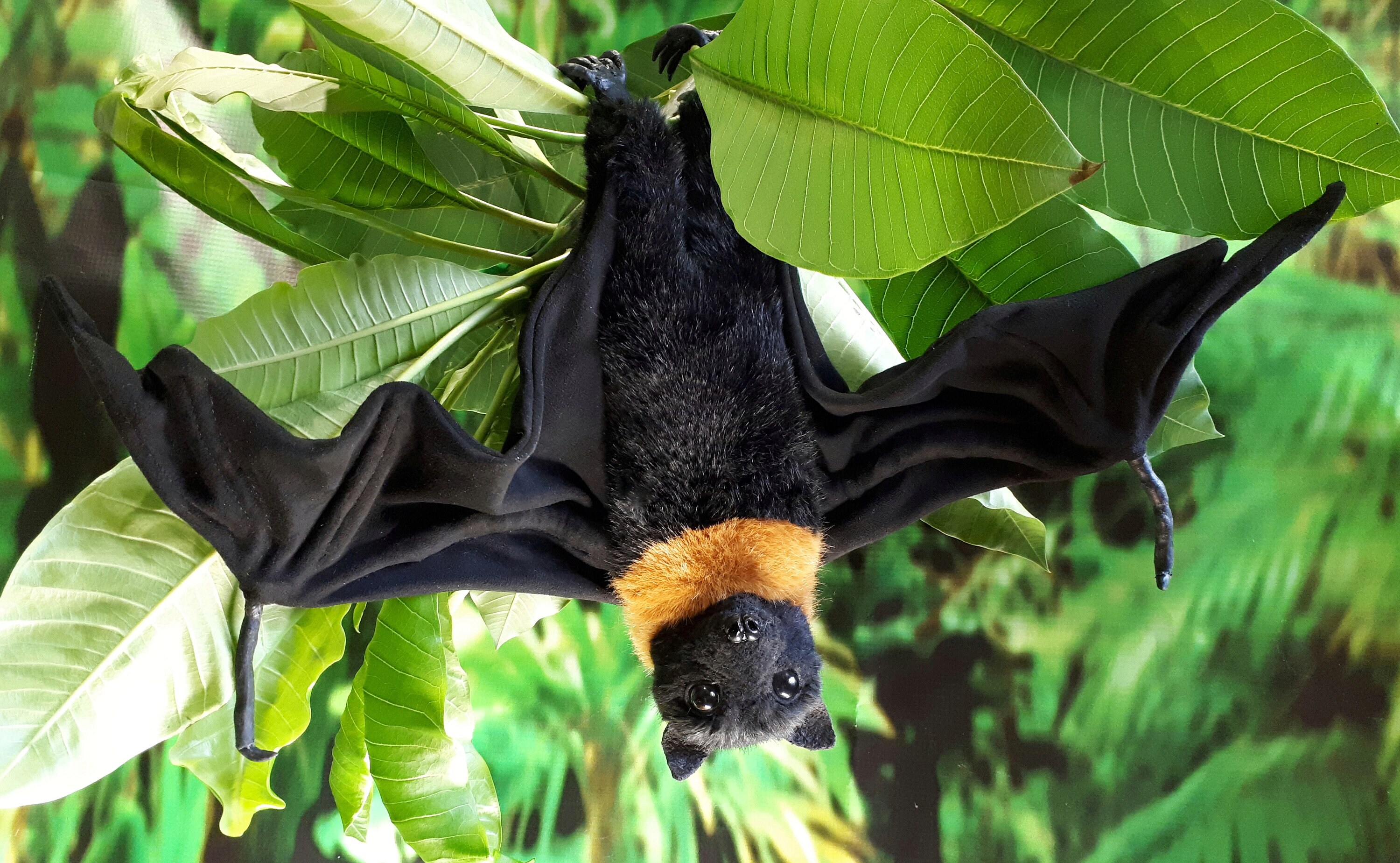 Bat toy . Bat realistic stuffed animals. OOAK toys.made to Etsy