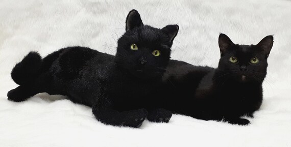 Chat Noir Danimal Farci Realiste De Jouet Portrait Danimal Etsy
