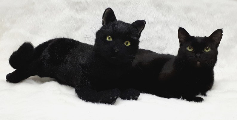 Realistic toy stuffed animal black cat. Pet portrait real | Etsy