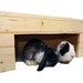 see more listings in the Guinea pig section