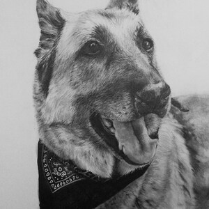 Custom Pet Portrait in Graphite