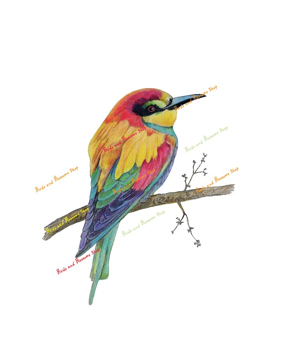 Art Collectibles Print Of Colored Pencil Drawing Nursery Etsy