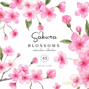 Fleurs de sakura aquarelle fleurs cerisier en fleurs cadre floral printanier Png bouquets délicats branche de floraison motif numérique Shower de bébé
