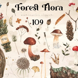 Aquarelle de champignons clipart flore sauvage herbes séchées amanite mouche arrangement de baies feuilles de la forêt récolte florale mariage sublimation png