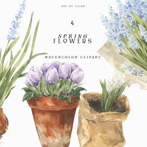 Clipart fleurs de printemps tulipes aquarelle muscari jacinthe plante en pot ferme esthétique arrangement floral rustique botanique fleurs sauvages