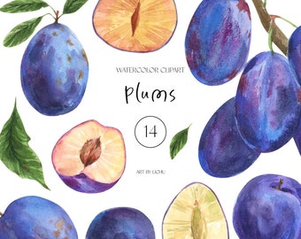 Watercolor Fruits Clipart Summer Plums Clip Art Juicy Fruits Botanical Illustrations Food Sublimation PNG Floral Garden Summer Harvest