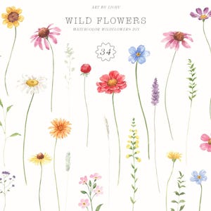 Wildblumen Clipart - Aquarell Blumen - Wiesenblumen - Felder Blumen - Wiesenblumen - Hochzeit Clipart - Babypartyeinladung png