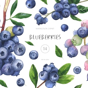 Heidelbeeren Clipart Aquarell Sommerbeeren Clip Art Frisches Obst Botanische Illustrationen Essen Sublimation PNG Baby Shower Garten Floral