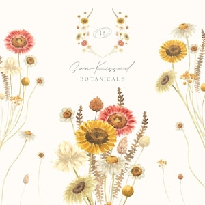 Clipart aquarelle de fleurs sauvages ensoleillées - PNG floral séché - bouquet de fleurs - ensemble botanique d'été rustique scrapbooking en téléchargement numérique