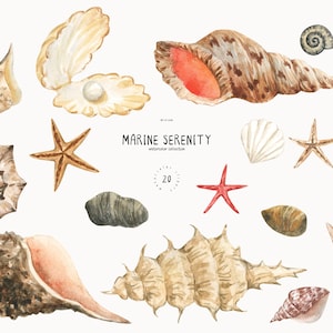 Aquarel schelpen clipart zeester steen parel zee clip art schelpen babyshower uitnodigen nautische sublimatie, png