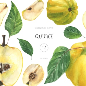 Kweepeer fruit clipart aquarel voedsel sappige peren oogst zomer fruit boom tuin bloemen botanische illustraties afdrukbare sublimatie, png