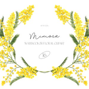 Mimosa Flowers Acquerello Clipart Bouquet primaverili Composizione floreale Invito a nozze Corona di flora Clip art botanica Sublimazione png