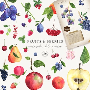Fruit en bessen aquarel clipart, vintage fruitillustraties, botanische fruitkit voor scrapbooking - Cottegecore Vibe - tuin, png PNGEgg