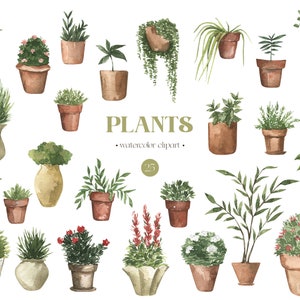 Piante da appartamento con acquerello, giardinaggio, piante da casa, pianta serpente, monstera, cactus, clip art, giardino, boho, clipart, png
