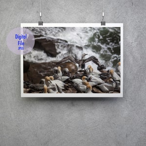 May include: A photograph of a group of white and gray birds with yellow beaks perched on a rocky cliff. The birds are facing the ocean, which is in the background. The waves are crashing against the rocks.