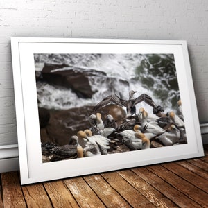 May include: A group of white and brown gannets perched on a rocky cliff overlooking a choppy ocean. One gannet has its wings spread wide, as if taking flight.