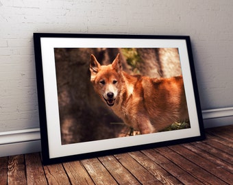 Australian dingo digital photo fine art print, Dingo Wall Art, dingo print, dingo photography, travel photo, digital print, animal photo