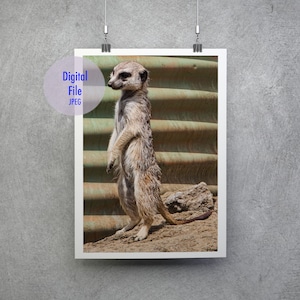 Meerkat Instant Digital Download, Mongoose Wall Art, meerkat print, meerkat photography, travel photo, digital file, cute face