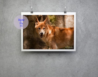 Australian dingo Instant Digital Download, Dingo Wall Art, dingo print, dingo photography, travel photo, digital file, animal photo